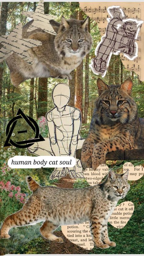 Another bobcat collage! Maybe In Another Life, Timber Wolf, Cat Mask, Red Deer, Forest Floor, In Another Life, Red Fox, Lynx, Spirit Animal