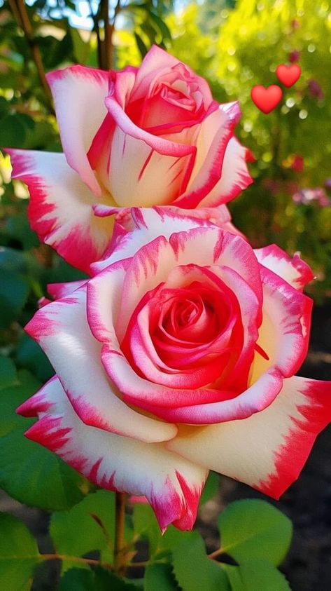 Beautiful Roses & Flowers 🌺 | for you with love Rose Flower Photos, Photo Rose, Rose Belle, Very Beautiful Flowers, Rare Roses, Rose Flower Pictures, Beautiful Flowers Photos, Have Inspiration, Cute Flower Wallpapers