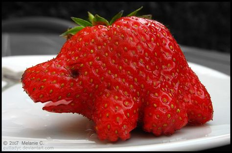 Een aardbeien dinosaurus..lekker... Strawberry Dinosaur, Dinosaur Kitchen, Funny Food Pictures, Recipes With Strawberries, Rare Food, Ar Razorbacks, Fruit Treats, Artistic Food, Woo Pig Sooie