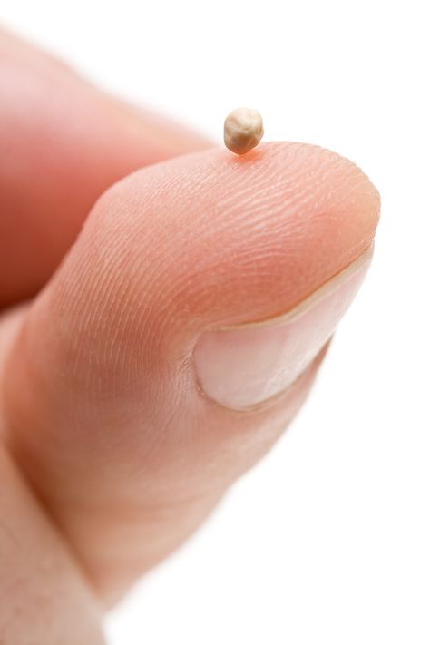 “The kingdom of heaven is like a mustard seed, which a man took and planted in his field. Though it is the smallest of all seeds, yet when it grows, it is the largest of garden plants and becomes … Faith Meaning, Images Of Faith, Mustard Seed Faith, Family Mission, Art Camp, Mustard Seeds, Object Lessons, Chosen Family, Crazy Life