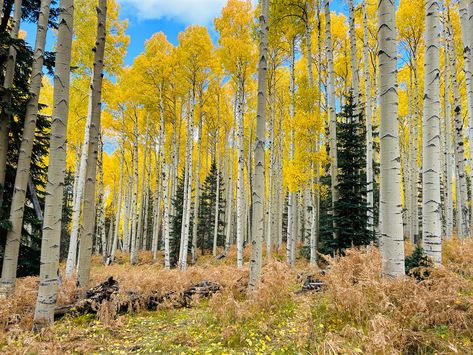 Hike Aspen Nature Loop for absolutely glorious fall color - WildPathsAZ Superstition Mountains, Petrified Forest, Valley Road, Aspen Trees, Northern Arizona, Shades Of Gold, The Meadows, Fall Color, Small Trees