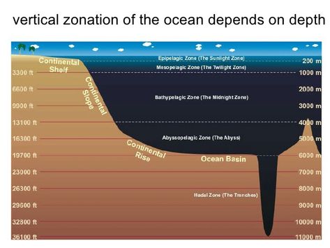 The oceans zones Twilight Zone Ocean, Layers Of The Ocean, Ocean Zones, Science Web, Ocean Ecosystem, Water Architecture, Continental Shelf, Conservation Of Natural Resources, The Twilight Zone