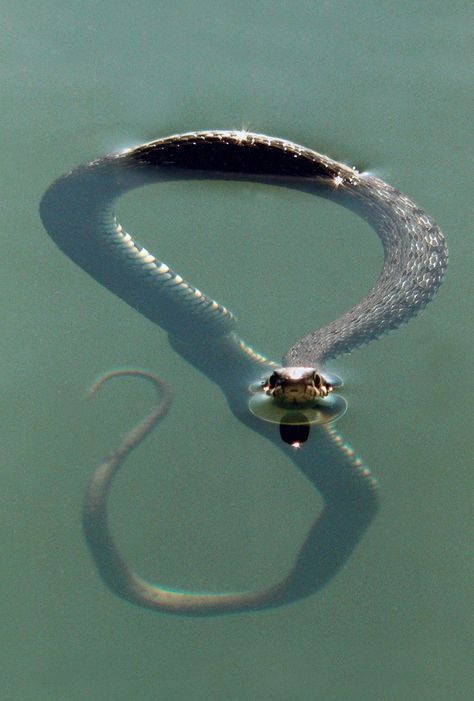 A Snake, An Animal, Swimming, Black And White, Water, White, Black