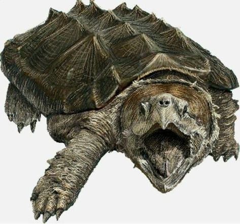 Turtle Beadwork, Turtle Monster, Giant Turtle, Turtle Clipart, Alligator Snapping Turtle, Freshwater Turtles, Turtle Tattoos, Turtle Day, Turtle Drawing