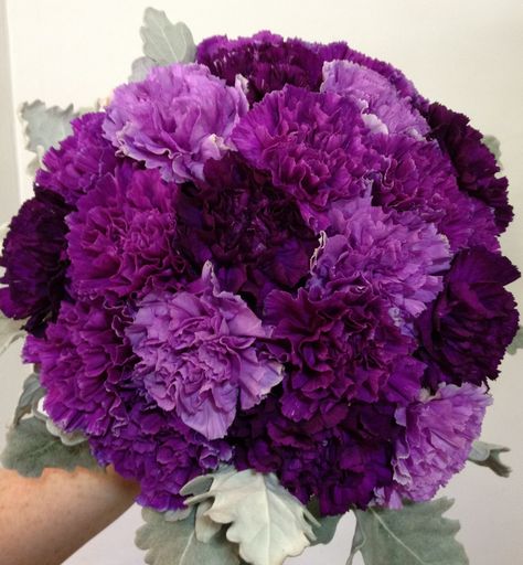 These are Moon Series carns all shades are available, there are four different shades. Purple Carnation Bouquet, Carnation Wedding, Color Uva, Dianthus Flowers, Purple Carnations, Carnation Bouquet, Country Wedding Flowers, Purple Bouquets, Purple Wedding Bouquets