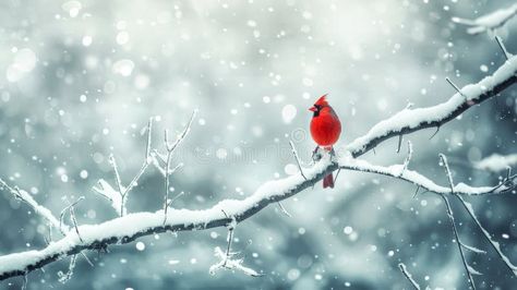 Vibrant red cardinal bird perched on a snow-covered branch in a winter wonderland. Concept of wildlife, nature, snowy stock photography Outdoors Background, Red Cardinal Bird, Cardinal Bird, Cardinal Birds, Red Bird, Red Cardinal, Bird Perch, Wildlife Nature, Nature Images