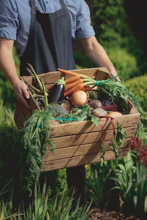 The Clive Arms - The Walled Garden Vegetable Garden Photography, Vegetable Harvest Basket, Farm Produce Photography, Farmer’s Market Aesthetic, Indian Vegetable Market Photography, Crop Farming, Indoor Farming, From Farm To Table, Vegetable Farming