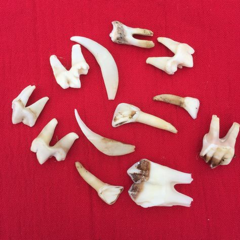 An interesting collection of English wild deer and fox teeth. by Naturescurios on Etsy Fox Teeth, Teeth Aesthetic, Satanic Tattoos, Wild Deer, Fallow Deer, Animal Teeth, Vulture Culture, Animal Bones, Jewelry Making Project