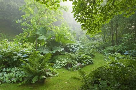 Birkhall: The home of The Prince of Wales on the Balmoral estate, Aberdeenshire - Country Life Scottish Garden Ideas, Leafy Garden, Secret Garden Painting, Scottish Garden, Highgrove House, Fern Garden, Balmoral Castle, Shady Garden, Scottish Homes