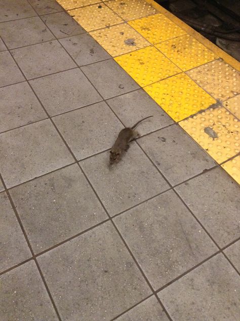 Unsleeping City, City Rats, Dimension 20, Nyc Subway, Ny City, Rat Race, Web Series, Night Aesthetic, Rodents