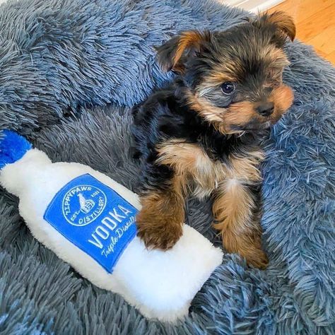 Teacup Yorkie Puppy, Yorkie Puppies, Yorkie Terrier, Teacup Yorkie, Document Sign, Yorkie Dogs, Yorkie Puppy, Yorkshire Terrier, Up To Date