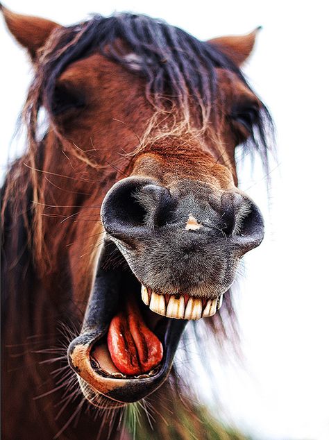 paulsteven Tooth Photo, Bone Quotes, Silly Horse, Horse Mouth, Equine Assisted Therapy, Farm Funny, Unusual Horse, Guy Photo, Art Guy