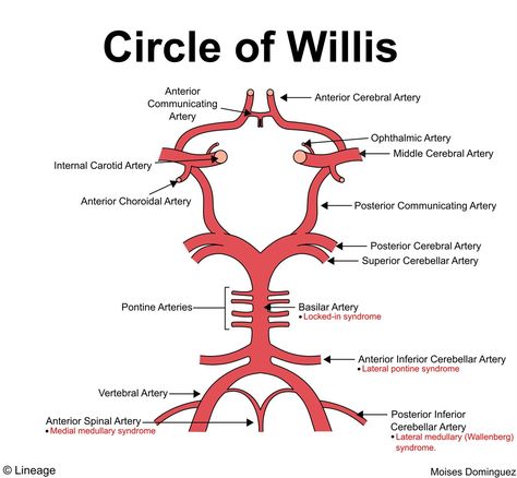 Circle Of Willis Mnemonic, Circle Of Willis Anatomy, Anatomy Notes Aesthetic, Arteries Anatomy, Circle Of Willis, Anatomy Notes, Medical Terminology Study, Med School Study, Radiology Imaging