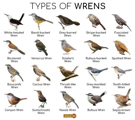 Wren Facts, Types, Diet, Reproduction, Classification, Pictures Birds Types, Hawk Species, Nature Preschool, Backyard Birds Watching, Bird Study, Bird Guide, Bird Reference, Pig Breeds, Wren Bird