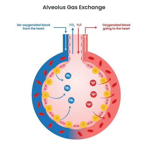 Alveolus Gas Exchange vector illustration diagram infographic Diagram Infographic, Gas Exchange, Vector Free, Vector Illustration, Royalty Free, For Free, Clip Art, Art