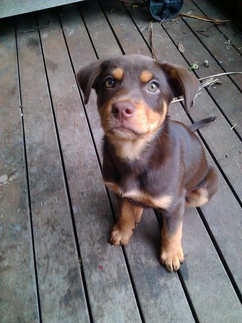 Red Kelpie Puppy, Kelpie Puppy, Spirit Creature, Dog Name Ideas, Kelpie Dog, Australian Kelpie Dog, Australian Kelpie, Pet Monkey, Australian Shepherds