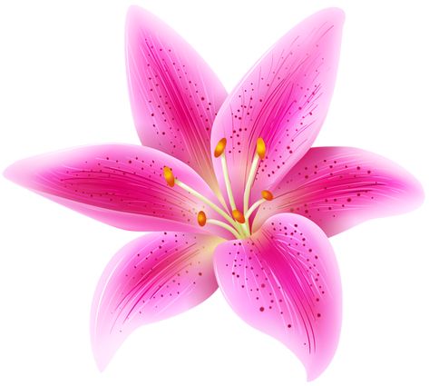 Lily Flower Clipart, Cartoon Lily Flower, Digital Flower Art, Flor Tattoo, Pink Lily Flower, Yellow Png, Flower Transparent, Acrylic Painting Flowers, Sticker Png