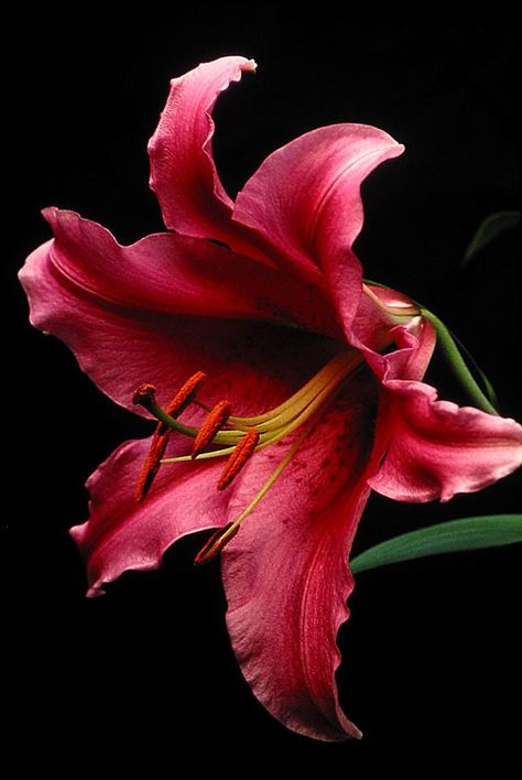 Cheap Perfume, Red Lily, Stargazer Lily, Lily Plants, Arte Floral, Exotic Flowers, Lily Flower, Flower Beauty, Beautiful Blooms