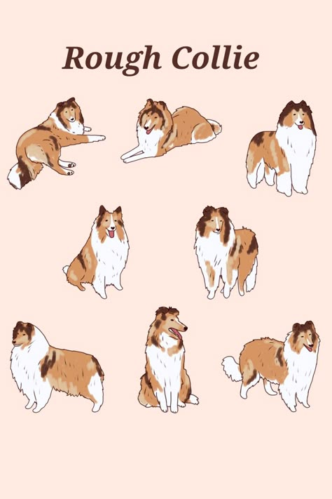 Rough Collie Art, Rough Collie Drawing, Collie Dog Drawing, Collie Illustration, Collie Drawing, Chibi Dog, Dog Pack, Cartoon Dogs, Illustration Dog