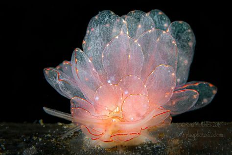 Sea Slug Aesthetic, Colorful Sea Slugs, Sea Slugs Aesthetic, Pretty Sea Slugs, Cyerce Elegans Sea Slugs, Cute Sea Slugs, Spanish Dancer Sea Slug, Pretty Sea Creatures, Sea Slug Oc