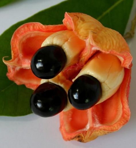 Ackee fruit Caribbean Meals, Interesting Flowers, Weird Fruit, Amazing Plants, Fruit Health Benefits, Strange Fruit, Unique Fruit, National Dish, Clay Inspiration