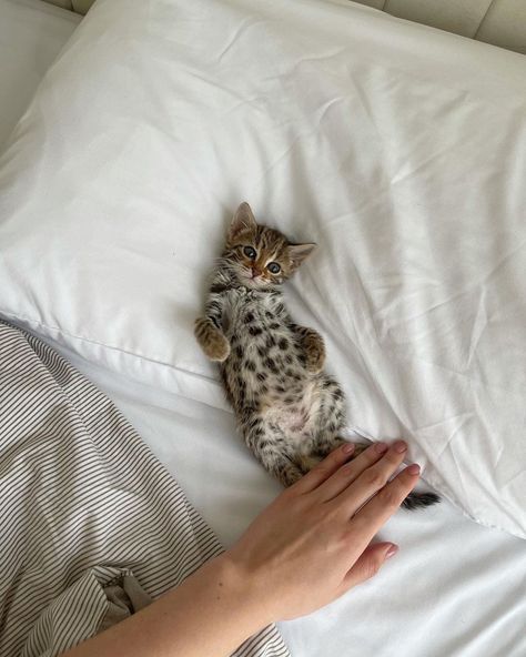 Bengal Cat Aesthetic, Freetime Activities, Pet Pictures, Cat Obsession, Dream's Cat, Bengal Kitten, Leopard Cat, Paws And Claws, Mama Cat