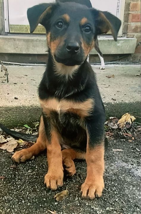 German Shepherd/Rottweiler puppy Rottweiler X German Shepherd, German Shepherd Rottweiler Mix Dogs, German Shepherd Rottweiler Mix, German Shepherd Rottweiler, German Rottweiler Puppies, Puppy Fever, German Rottweiler, Puppy Mix, Rottweiler Puppy