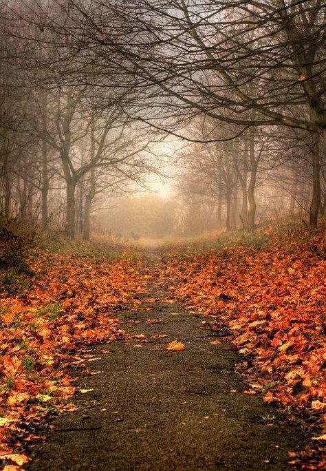 Autumn path with bare trees and fallen leaves. I Love Autumn, Fall Beauty, Colors Of Autumn, Autumn Love, Seasons Autumn, The Road Less Traveled, Love Autumn, Fabulous Fall, Autumn Scenery