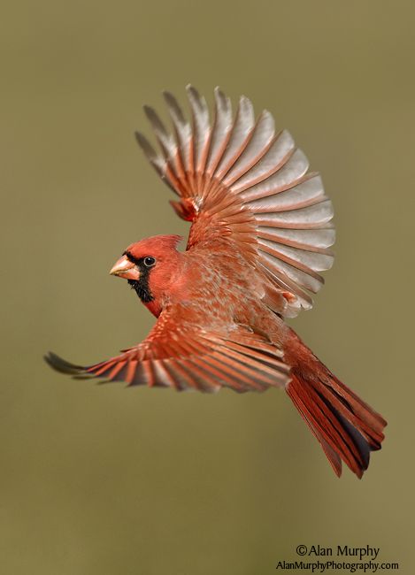 Bobby Pin Tattoo, Pin Tattoo, Cardinal Birds Art, Garden At Home, Nature Projects, Dream Catcher Tattoo, Northern Cardinal, Moth Tattoo, Cardinal Birds