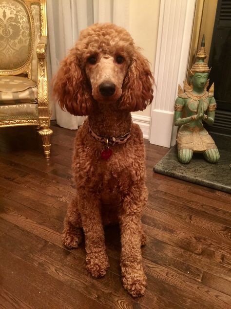 Standard Poodle Haircut Styles Short, Poodle Aesthetic, Standard Poodle Haircuts, Pets Stuff, Poodle Haircut, Poodle Cuts, Mini Schnauzers, Sweet Pepper, Standard Poodles