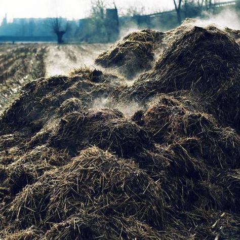 The Difference Between Composted and Dehydrated Cow Manure Manure Management, Organic Fertilizers, Cow Manure, Composting Process, Modern Farmer, Sustainable Gardening, Food Issues, Green Houses, Septic System