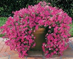 Washtub Ideas, Petunia Tattoo, Trailing Petunias, Petunia Seeds, Wave Petunias, Petunia Flower, Spruce Trees, Border Plants, Large Beds