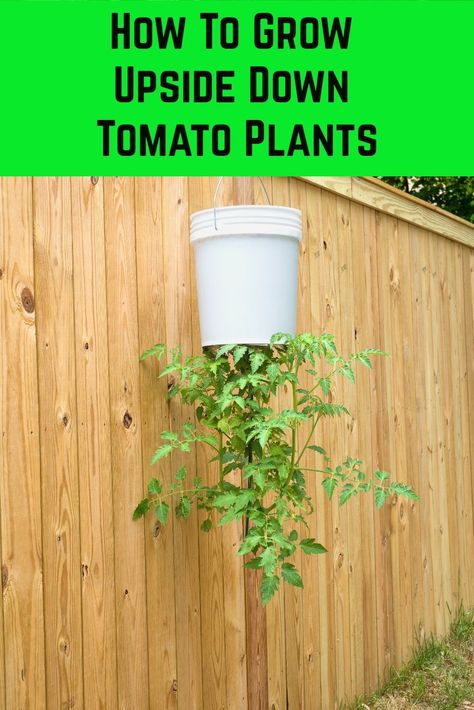 10 Gallon Bucket Garden, Bucket Planting Container Gardening, Tomatoes In Buckets How To Grow, How To Grow Tomatoes In 5 Gallon Buckets, Bucket Holder For Garden, Diy Garden Containers Homemade, Tomato Plants In 5 Gallon Buckets, Planting In 5 Gallon Buckets, Bucket Gardens 5 Gallon