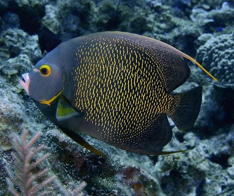 French Angelfish Angle Fish, Ocean Fish Photography, Angel Fish Aesthetic, French Angelfish, Queen Angelfish, Island Theme, Angel Fish, Underwater Photography, Fish Tank