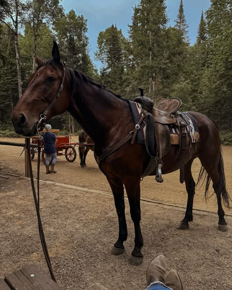 if you are riding a horse you love, you already won. 🩷 Sometimes I focus too much on what she can't give me instead of appreciating all she DOES for me 🥹 #sttite #quebecregion #standardbred #standardbreds #quebeccanada #westernlifestyle #qesternlige #westernriding #horseback #standardbredsofinstagram Bay Horse Western, Horse Cosplay, Horses Pics, Canterwood Crest, Standardbred Horse, Western Horse Riding, Gyro Zeppeli, Cowgirl Era, October Mood