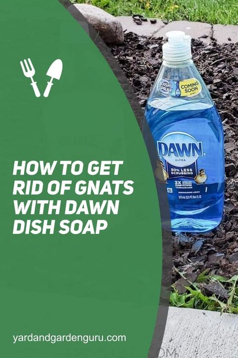 How To Get Rid Of Gnats With Dawn Dish Soap Knat Killer Homemade, Dawn Dish Soap To Get Rid Of Moles, How To Kill Weeds With Dawn Dish Soap, Stink Bug Killer, How To Get Rid Of Gnats In Sink Drain, Getting Rid Of Nats, Natural Gnat Trap, Stink Bug Trap, How To Kill Gnats