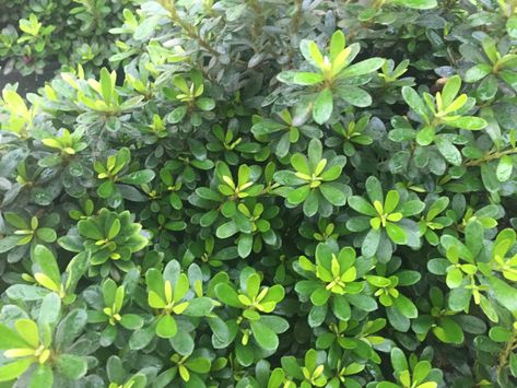 Southwest Nursery, White Azalea, Backyard Plants, Landscaping Supplies, Dallas Fort Worth, Fort Worth, Fort, Dallas, Landscaping