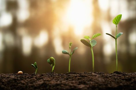 Premium Photo | Soybean growth in farm with green leaf. agriculture plant seeding growing step concept Growth Pictures, Time Lapse Photo, Photo To Cartoon, Time Lapse, Green Leaf, Premium Photo, Agriculture, Green Leaves, Seeds