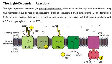 Light-dependent reaction. Light Dependent Reaction Photosynthesis, Light Dependent Reaction, Biology Teaching, Biology Plants, Light Reaction, Plant Pathology, Study Biology, Ap Biology, Animal Medicine