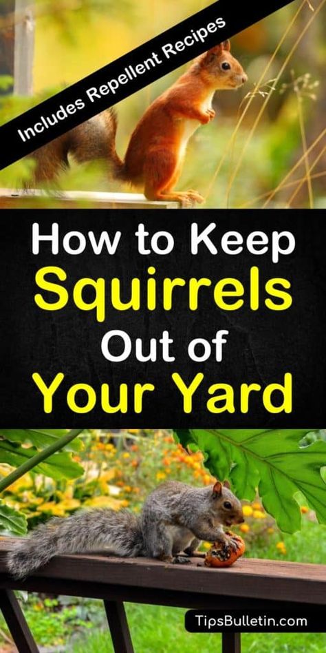 Tips and tricks for how to keep squirrels out of your yard. Learn the best ways to keep pesky squirrels from getting into your bird feeders and ruining your flower beds using tried and true methods and DIY natural squirrel repellent. #keepsquirrelsout #squirrelfreeyard Squirrel Repellant, Squirrel Repellent, Get Rid Of Squirrels, Squirrel Proof Bird Feeders, Garden Pest Control, A Squirrel, Garden Pests, Bedding Plants, Lawn And Garden