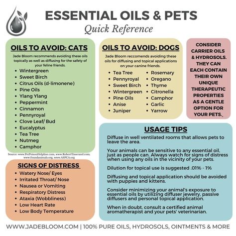 Essential Oils For Pets, Essential Oils Cats, Pet Healing, Color Therapy Healing, Essential Oils Dogs, Essential Oil Usage, Pine Oil, Are Essential Oils Safe, Essential Oils Herbs