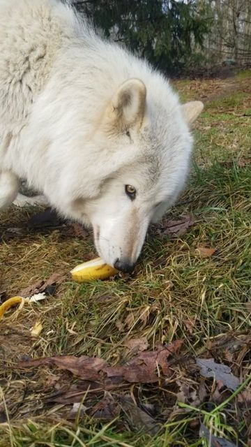 Wolf Conservation Center on Instagram: "How to eat a banana, by ambassador wolf Nikai 🍌 Eat part of it 🍌 Roll on it 🍌 Pee on it #wolfconservationcenter #nikai #ambassadorwolf #wolf #wolvesofinstagram #banana #enrichment #howto #belikeawolf" Wolf Conservation Center, A Banana, Roll On, Otters, Wolves, On Instagram, Instagram