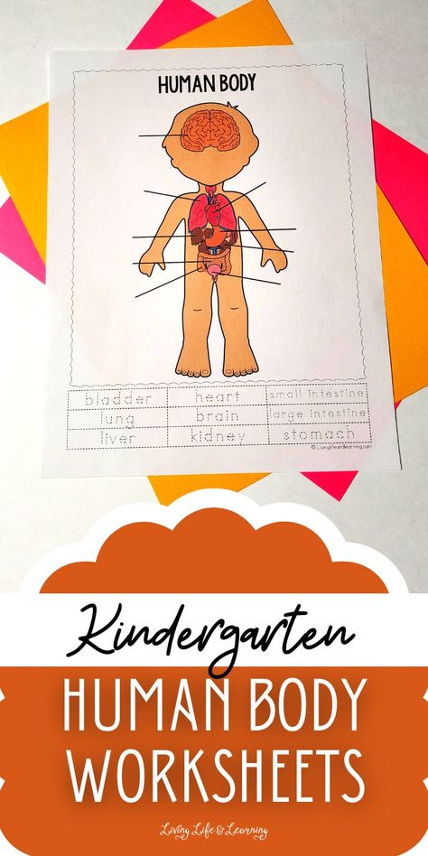 Are you a homeschool mom looking for fun printables for your homeschool human body lesson? Check out these Kindergarten Human Body Worksheets designed to help your little one learn about their body organs while practicing their handwriting and fine motor skills, too! Human Body Crafts, Human Body Lesson, Human Body Printables, Human Body Worksheets, Human Body Projects, Free Human Body, Human Body Model, Body Preschool, Human Body Science