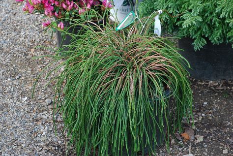 western leather whipcord - Google Search Cedar Plant, Thuja Plicata, Western Leather, Western Red Cedar, Red Cedar, In Summer, Front Porch, Garden Art, Front Yard