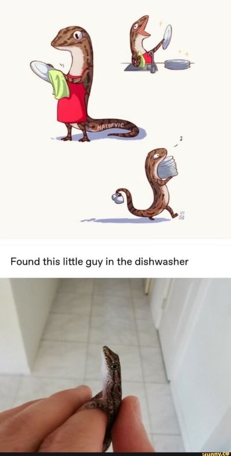 The Dishwasher, 밈 유머, Cute Reptiles, Dessin Adorable, Animal Jokes, Cute Animal Drawings, Cute Comics, Cute Little Animals, Drawing Tips