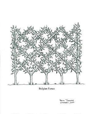 Belgian fence espalier: how to Belgian Fence, Espalier Fruit Trees, Vertical Vegetable Gardens, Small Fence, Living Fence, Lattice Fence, Front Yard Fence, River Road, Garden Shrubs