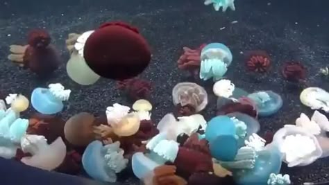 Blubber Jellyfish, Beautiful Sea Creatures, Little Animals, Jelly Fish, Aquatic Animals, Pretty Animals, Arte Inspo, Marine Biology, Beautiful Sea