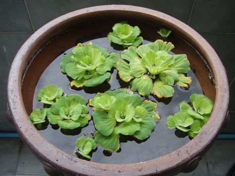 Water Lettuce- essential pond plant Water Lettuce, Water Lettuce Pond, Indoor Aquatic Plants, Aquatic Plants Indoor Water Garden, Lotus Flower Plant Water Garden, Bog Plants Ponds, Purple Passion Plant, Plants Grown In Water, Taman Air