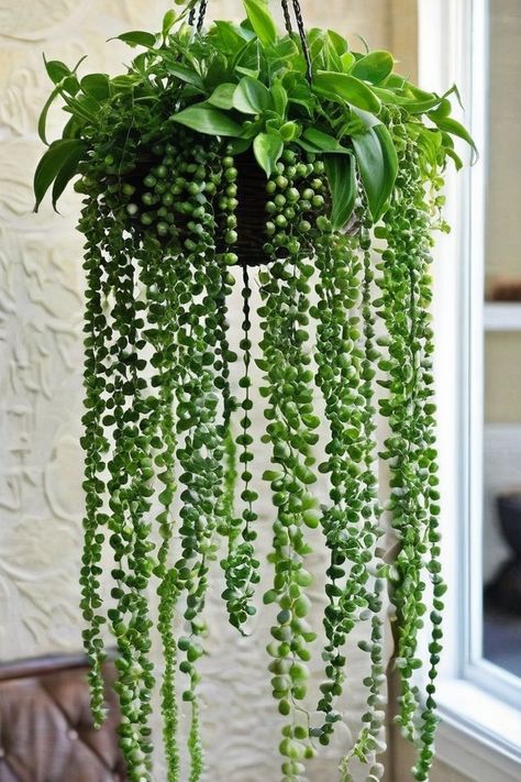 9 Best Trailing Plants For Indoor Hanging Baskets Creative Ways To Hang Plants Indoors, Best Trailing Plants, Indoor Hanging Plants, Fern Images, Hanging Indoor Plants, Pearl Images, Trailing Flowers, Hanging Succulents, Trailing Plants