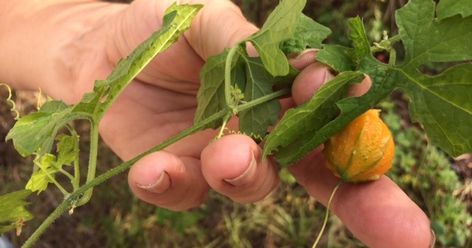 Lessons from a Florida Forager Florida Foraging, Retention Pond, Survival Hacks, Florida Landscaping, Grassy Field, Urban Park, Wild Edibles, Plant Identification, Plant Species